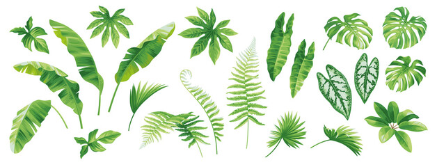 Tropical leaves collection. Hawaiian plants set. Botanical illustration. Vector elements isolated on a white background. 