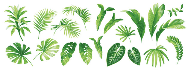 Wall Mural - Tropical leaves collection. Hawaiian plants set. Botanical illustration. Vector elements isolated on a white background. 