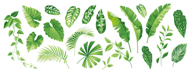 tropical leaves collection. hawaiian plants set. botanical illustration. vector elements isolated on