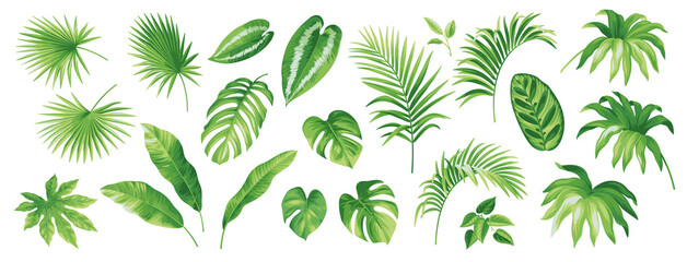 Tropical leaves collection. Hawaiian plants set. Botanical illustration. Vector elements isolated on a white background. 