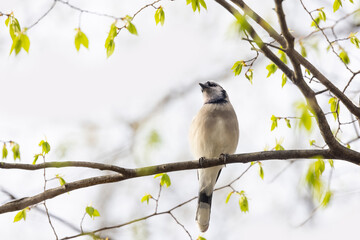 Wall Mural - Blue Jay bird on a tree branch with spring leaves