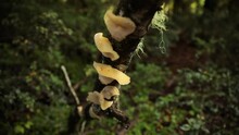 Botanical. Closeup View Of Colorful Yellow Mushrooms Growing In A Tree Trunk In The Forest.