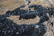 Bivalve molluscs attached to rocks on Saunton Sands beach, Devon