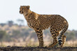 Cheetah looking into the distance