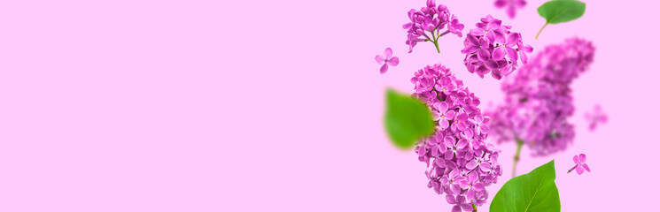  Flying pink purple lilac flower branches, inflorescences, buds, green leaves isolated on light purple background. Flower composition for design, postcards, congratulations. Spring flowers