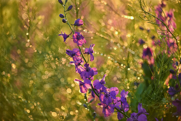 Wall Mural - Lilac delphinium in drops after rain and sun at sunset.