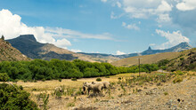 Sheep Grazing In A Meadow With A Stream, Trees And Mountains In The Background
