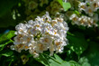 © Iva - Catalpa bignonioides medium sized deciduous ornamental flowering tree, branches with groups of white cigartree flowers