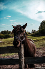 Pet horse in the bosom of nature
