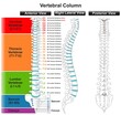 Vertebral Column Anatomy Infographic Diagram for medical science education vector spine of human body drawing vertebra classification structure part of skeletal system anterior posterior lateral view