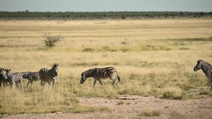 zebras in the wildlife at daytime