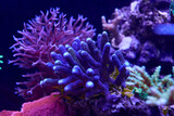 Fototapeta Do akwarium - colorful sea corals and marine animals acropora Millepora