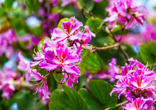 Pink Bauhinia Flowering Tree Blooming In Israel, Closeup Of Purple Orchid Tree Flowers. Purple Bauhinia Purpurea Or Bauhinia Blakeana.