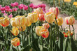 Bright yellow tulip flowers with red stripes in spring garden