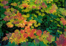 Fall Color - Vine Maple In All Its Fall Red, Orange, Yellow And Green Color