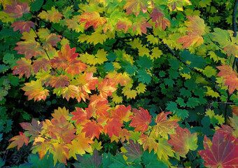 fall color - vine maple in all its fall red, orange, yellow and green color