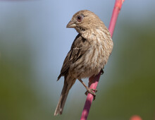 A Female House Finch Displays The Swollen Eyes That Are Symptoms Of Avian Conjunctivitis While Perched On The Stem Of A Red Yucca Flower. 
