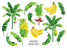 Banana Palm Tree Collection. Vector Design Isolated Elements On The White Background.