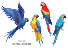 Tropical Parrots Collection. Vector Isolated Elements On The White Background.