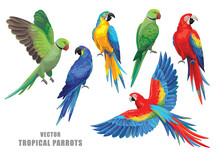 Tropical Parrots Collection. Vector Isolated Elements On The White Background.
