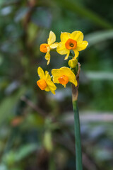 Canvas Print - yellow flower in the garden