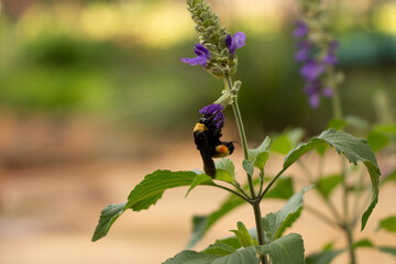 Wall Mural - American Bumble Bee on Purple Salvia Texas 