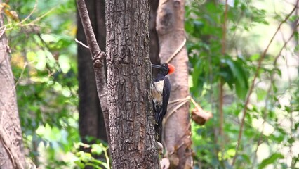 White-bellied Woodpecker (Dryocopus javensis) Perched on a big tree. Bird. Animal