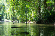 A Swing Is Tied To A Branch That Extends Into A Canal That Flows Through The Middle Of The Rainforest In A Natural Setting.
