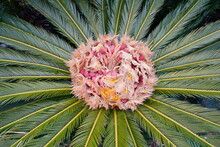 Flower Of Cycad 