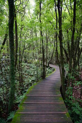  mossy trees and boardwalk in summer forest