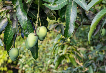 Wall Mural - Hanging fresh raw mangoes on a branch with copy space