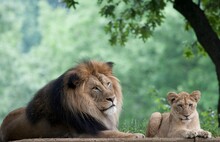 Male Lion Resting With Cub