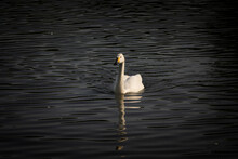 White Swan Swimming In The Water In The Evening