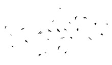A Flock Of Flying Birds. Free Birds. Flying Seagulls. Vector Illustration