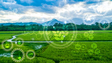 Icon  Technology  In Rice With Modern Technology Application In Rice Fields Production Control  For Smart  Technology Farm System, Blur Picture, High Angle View.