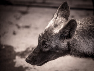 Canvas Print - Portrait of a wolf at the zoo.