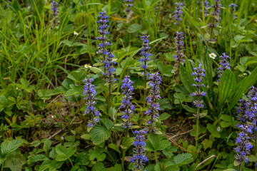 Canvas Print - In the wild bloom Ajuga reptans .