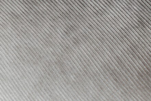 Close Up Of Gray Feather Texture