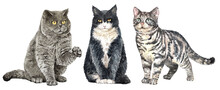 Set Of Watercolor Portraits Of 3 Cat Breeds. British Shorthair And American Shorthair, Cat Watercolor. Water Colour Painting Cat Clipping Path Isolated On White Background.