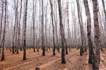 Wall Mural - Birch forest