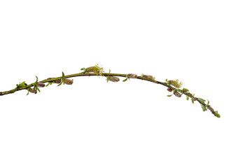 Canvas Print - tree branch with young green leaves isolated on white background