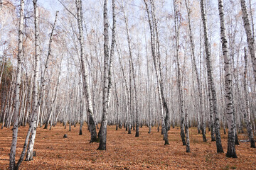 Wall Mural - Beautiful forest