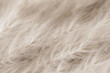Beige neutral color dried fluffy tiny romanticcute flowers branches with seeds and light fluff macro on blur natural background
