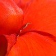 © lehmannw - Close up of the inside of a red Canna Lily blossom