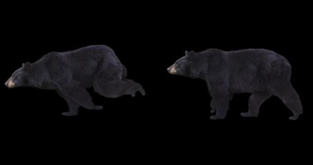 Wall Mural - Set of isolated American black bear realistic animation. Isolated animal video including alpha channel.