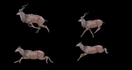 Wall Mural - Set of kudu antelope running and jumping. Two variations: with horns (male) and without horns (female). Isolated cyclic animation. Element for visual effects