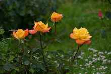 雨上がりで花弁に水滴がついた高雄（たかお）という名前の四季咲き大輪のバラ