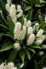 Wall Mural - Prunus laurocerasus Otto Luyken