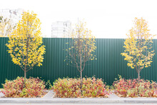 Yellowed Maple, Green Fence, Autumn Tree