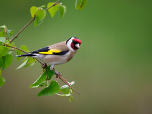 Goldfinch, Carduelis Carduelis,